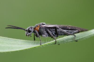 <i>Dolerus haematodes</i>