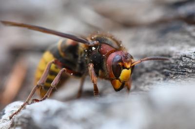 Frelon européen
