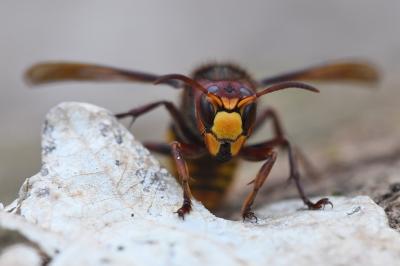 Frelon européen