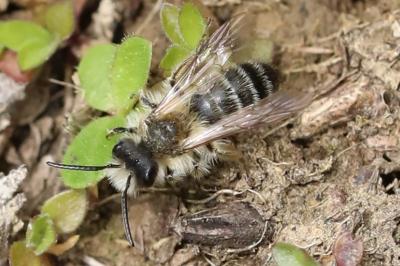 Andrena gravida