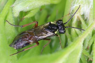 Aglaostigma aucupariae