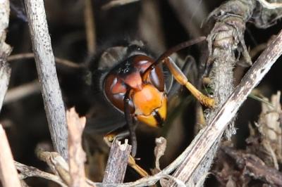 Frelon à pattes jaunes