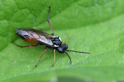 <i>Aglaostigma aucupariae</i>