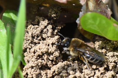 <i>Colletes cunicularius</i>