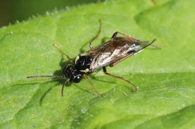 <i>Aglaostigma aucupariae</i>