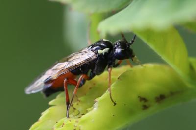 Aglaostigma aucupariae