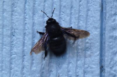 Xylocope violette
