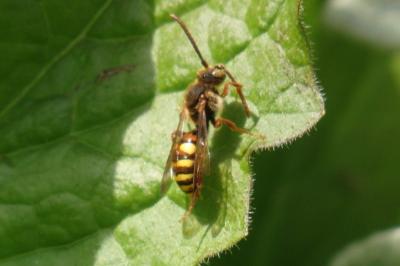 <i>Nomada</i>