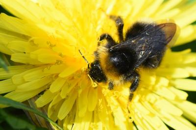 <i>Bombus</i>