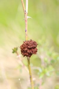 Cynips du rosier