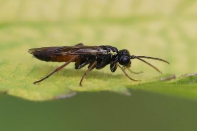 <i>Aglaostigma aucupariae</i>