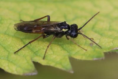 <i>Aglaostigma aucupariae</i>