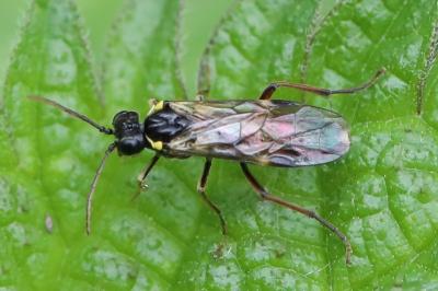 <i>Aglaostigma aucupariae</i>