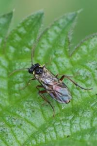<i>Aglaostigma aucupariae</i>