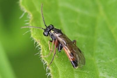 <i>Aglaostigma aucupariae</i>