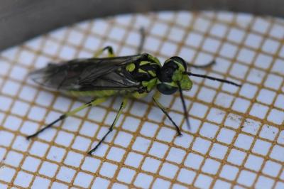 <i>Cytisogaster picta</i>