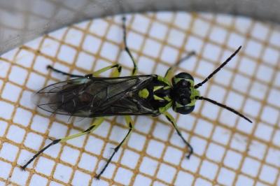 <i>Cytisogaster picta</i>