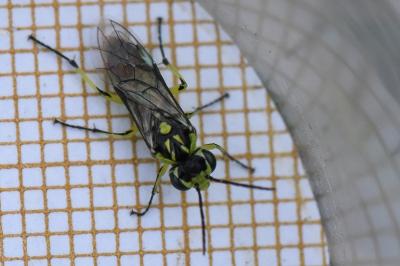 <i>Cytisogaster picta</i>