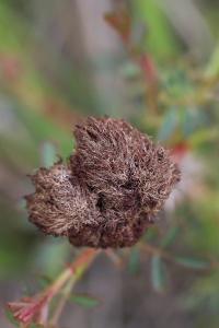 Cynips du rosier