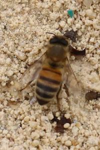 Abeille domestique