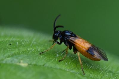 <i>Arge cyanocrocea</i>