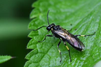 <i>Macrophya alboannulata</i>