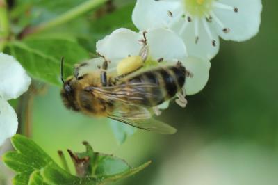Abeille domestique