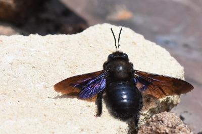 Xylocope panarde