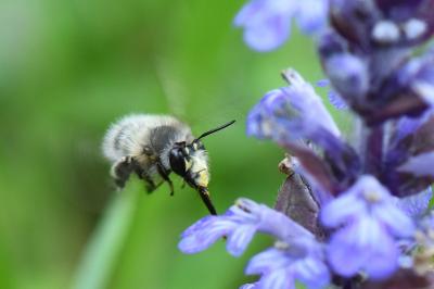 Anthophore à pattes plumeuses