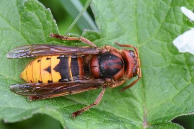 Vespa crabro