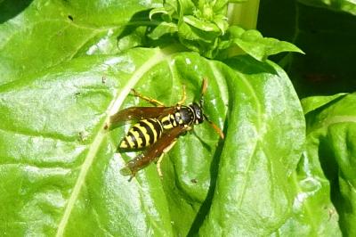 <i>Polistes</i>