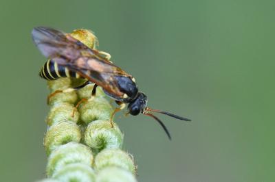 <i>Strongylogaster xanthocera</i>