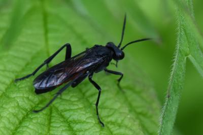 Mouche-à-scie noire