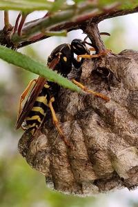 <i>Polistes nimpha</i>