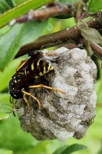 <i>Polistes nimpha</i>