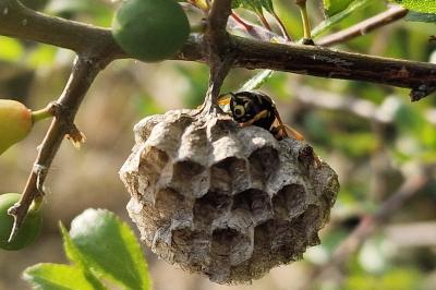 Polistes nimpha