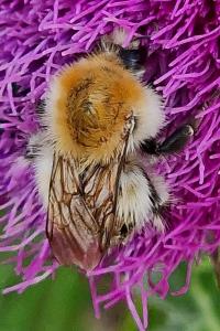 Bourdon des champs