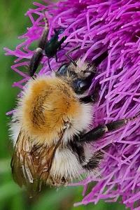 Bourdon des champs
