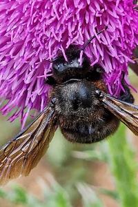 Xylocope violette