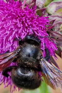 Xylocope violette