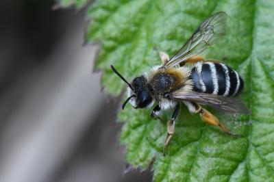 Andrena gravida