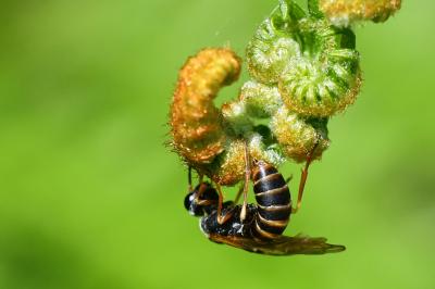<i>Strongylogaster multifasciata</i>