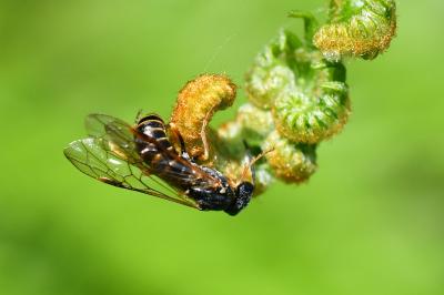 <i>Strongylogaster multifasciata</i>