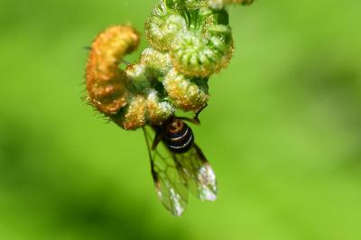 <i>Strongylogaster multifasciata</i>