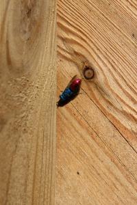 <i>Chrysis</i>