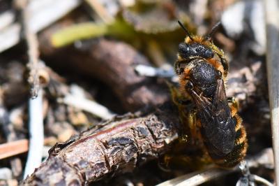 Osmia rufohirta