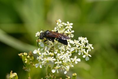 <i>Cephaledo bifasciata</i>