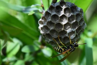 <i>Polistes nimpha</i>