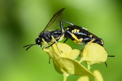 Mouche-à-scie à trois bandes jaunes