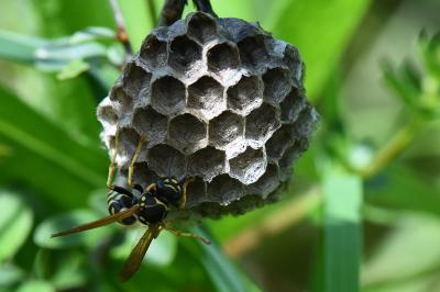 <i>Polistes nimpha</i>